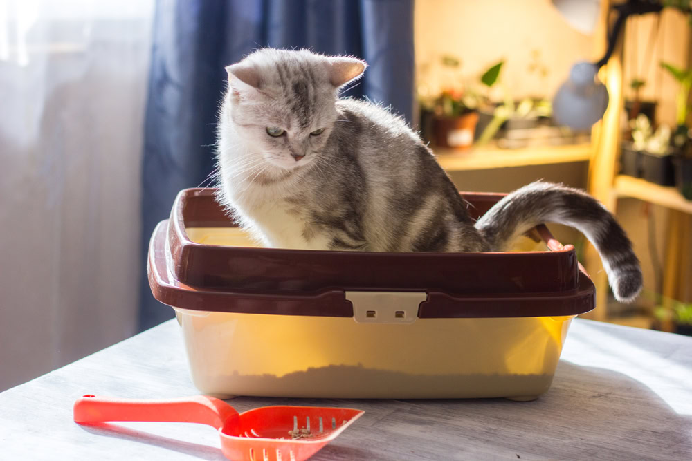 котенок на кошачьем туалете