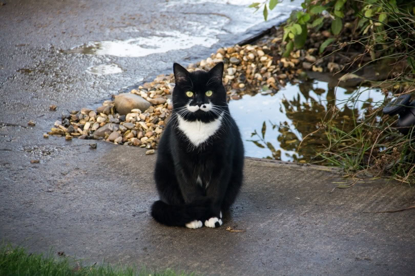 кота в пингвинах на улице