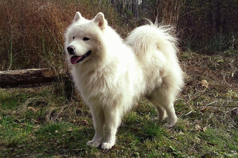 самоед зимняя собака